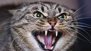 Angry Cat Sounds  Cat Meowing Angry  Crazy Cat Sound  Cat Videos Meowing [upl. by Worl804]