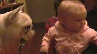 French bulldog french kiss baby laughing [upl. by Afrika]