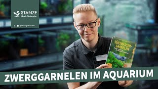 Zwerggarnelen Haltung im Aquarium [upl. by Bary852]