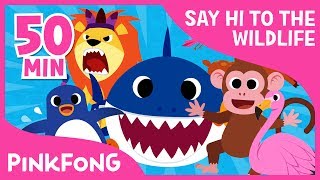 Welcome to Safari  Animal Songs   Compilation  Pinkfong Songs for Children [upl. by Jeanie762]