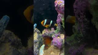 Clown fish 🐠 clownfish nemo nemofish marinefish marinetank fish fishtank ytshorts shorts [upl. by Lynett655]