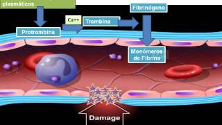 13 hemostasia coagulacion y fibrinolisis 2 [upl. by Ahtanamas]