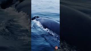 ocean explore dolphin animals whale arabic egzonibrahimi music quranrecitation [upl. by Vernon]