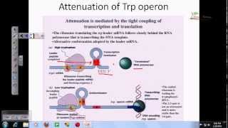 Tryptophan operon [upl. by Buchheim770]