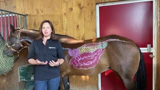 Equine Digestive Health A Trip Through the Horses Digestive Tract [upl. by Kent590]