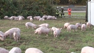 Tiertransporter umgekippt Ferkel erobern A1 [upl. by Aklog811]