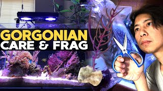 How to Frag amp Grow Gorgonian  Sea Fan 🌊 [upl. by Schwitzer543]