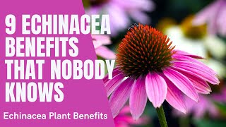 Echinacea Flower Benefits  Echinacea Plant Benefits and Herbal Tea [upl. by Adolf663]