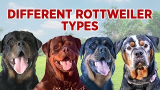 ROTTWEILER TYPES  TYPES OF ROTTWEILERS ACTUALLY EXIST [upl. by Xever]