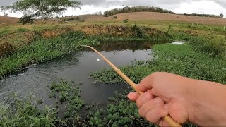 PESCARIA RAIZ CAIPIRA DA GEMA Vara de bambu com isca viva [upl. by Ellevel]