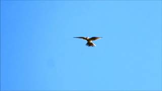 Close up Skylark sings Flying  Veldleeuwerik zingt vliegend Alauda arvensis [upl. by Kanter]