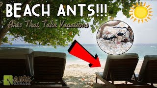 Beach Ants [upl. by Tessa]