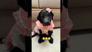 He Makeover His Cutest Dog shortsvideo [upl. by Anstice]