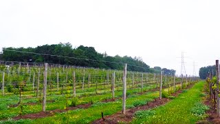 The White Vinifera  Grape Video 46 [upl. by Ainecey880]