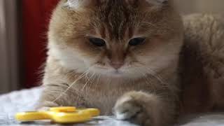 Hosico the Cat Enthralled by Fidget Spinner [upl. by Esnahc]