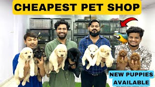 CHEAPEST DOGS amp PET STORE IN HYDERABAD  TELUGU  PURE BREED PUPPIES SHOP [upl. by Robinett]