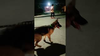 Angry german shepherd dogyoutubeshorts pets [upl. by Georgie]