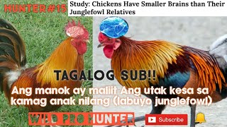 AYON SA MGA EXPERTOMAS MALAKI ANG UTAK NG LABUYO KAYSA KAMAG ANAK NILANG MANOK [upl. by Eylrac]