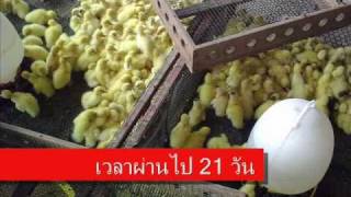 ตะลุยฟาร์มเป็ดDuck farm exclusive in Thailand [upl. by Luo]