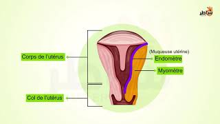 Cycle sexuel dans le système reproducteur féminin [upl. by Yrekaz]