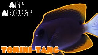 All About The Bristletooth Tomini Tang [upl. by Ahsimek]