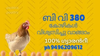 BV380 Chicks in kerala for sale [upl. by Landis695]