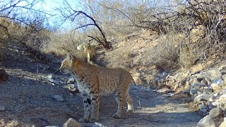 Desert Critters Arizona Wildlife [upl. by Adnilam]