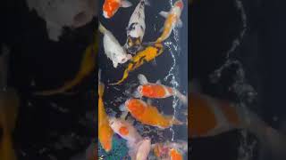 Aquarium with Beautiful Fish Relaxing Water Stream Noise with Sleep Sound I ASMR fish relaxing [upl. by Hekker]