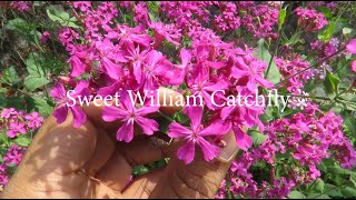 Catchfly Flower  Sweet William catchfly  Silene [upl. by Pallaton]