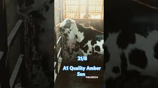 Quality Speak Everything Amber Son Ear 218  Mohammed Bullet King of Gulabi Goats [upl. by Ailehc]