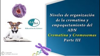 🔴 Organización de la cromatina y empaquetamiento del ADN cromatina y cromosoma  PARTE 3️⃣🧬 [upl. by Yemerej]