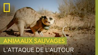 Attaque sournoise dun autour sur une famille de suricates [upl. by Chi]