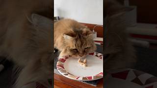 A day in the life of cattoattack cat pets catlife shorts catshorts cute funny [upl. by Ezar]