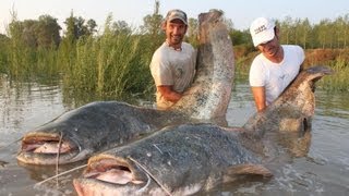 Catfish in Spinning Monster Record over 250 pounds by Yuri Grisendi [upl. by Rafaela]