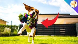 4 signs that your dog is overstimulated [upl. by Doreg219]