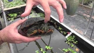 Red Eared Sliders What You Need to Know [upl. by Corinne]