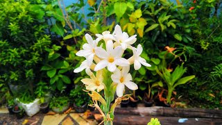 How to grow Tuberose from a bulb and Care  Right Time [upl. by Eralcyram764]