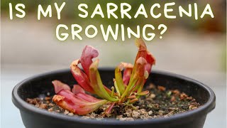 Sarracenia Purpurea 60 Day Update American Pitcher Plant Growth amp Care  Soil Lighting amp Water [upl. by Niko]