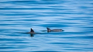 Vaquita  Saving the Desert Porpoise [upl. by Ahsenal657]