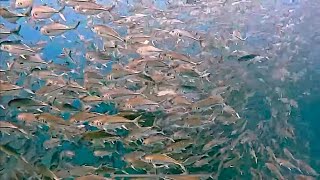 Jackfish Trevally [upl. by Eerpud]