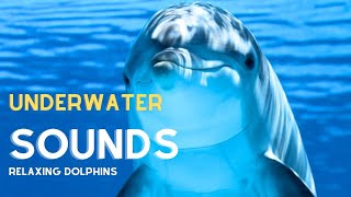 🟣 Dolphin Underwater Sounds  Relaxing Music [upl. by Nolaj]