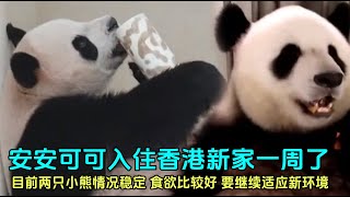 103安安可可抵达香港一周，香港海洋公园为安安可可召开记者会panda 香港海洋公园 大熊猫盈盈乐乐 [upl. by Leasi396]