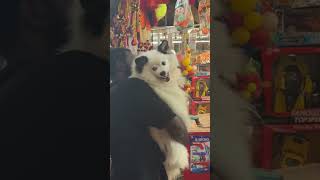 🤣🤣🤣viralreels short shorts trending pets funny puppies comedy youtubeshorts funnyvideo [upl. by Hummel]