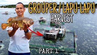 Grouper fish culture  LapuLapu Harvest  Part 1 [upl. by Amsirahc]