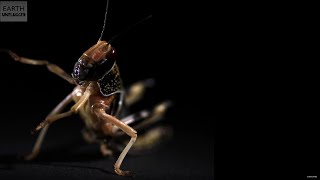 Epic Catapulting Locust In Slow Motion  BBC Earth Explore [upl. by Clifton906]