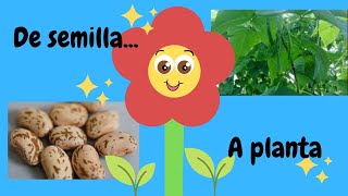 Experimento de germinación Para niños 🌱🌳 [upl. by Atilahs]