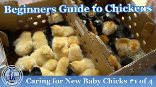 How to Raise Baby Chickens 1 0f 4  RAISING CHICKENS 101 [upl. by Bucky]