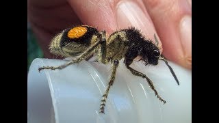 Velvet ant cow killer walking on hand [upl. by Jeth]