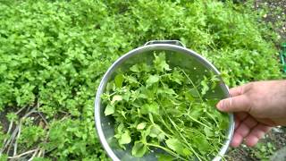 How To Eat Weeds  Chickweed Fritters With Dipping Sauce [upl. by Lepp]