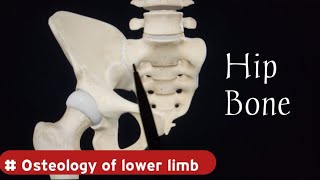 Hip Bone Anatomy  Osteology of Lower Limb  Doctor Speedy [upl. by Werda]